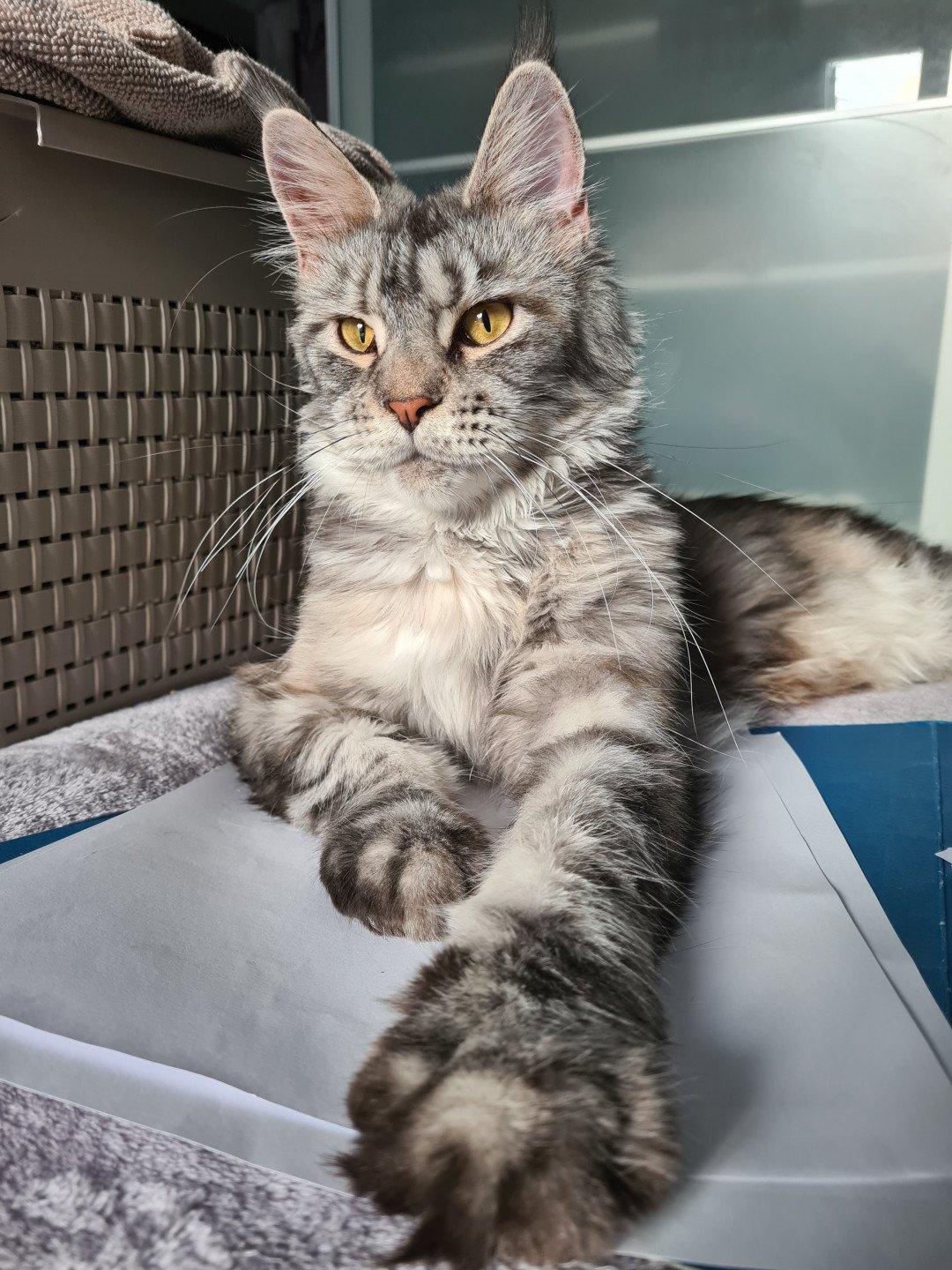 Qwerty and Popsi dust And Popsi dust - Chat Maine coon Bouches-du-Rhône