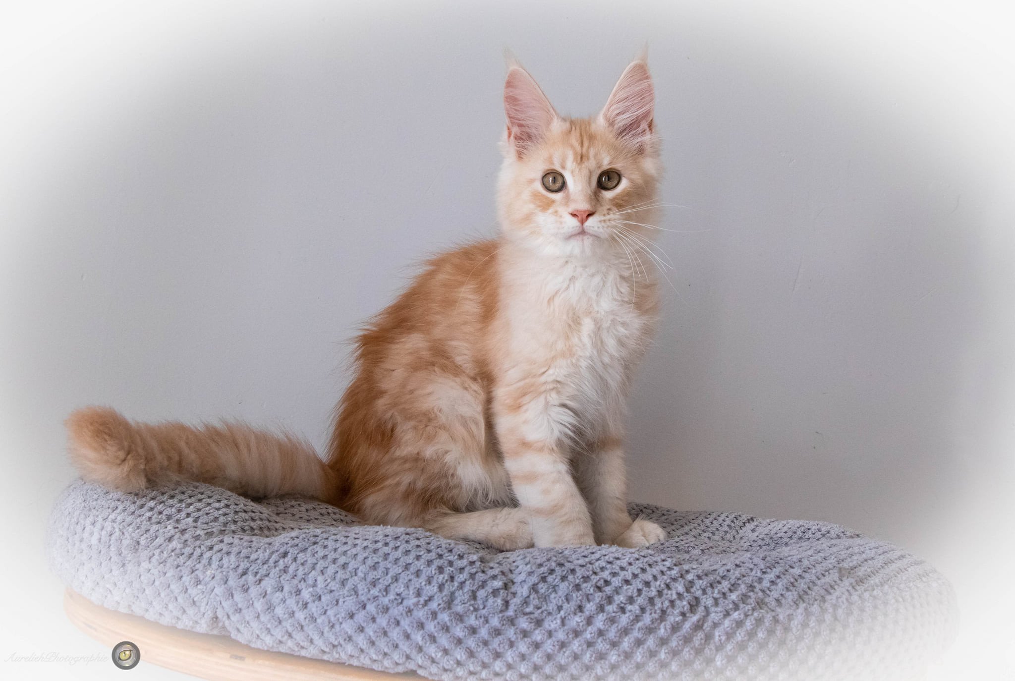 Rockabilly And Popsi Dust Chaton Maine Coon Bouches Du Rhone