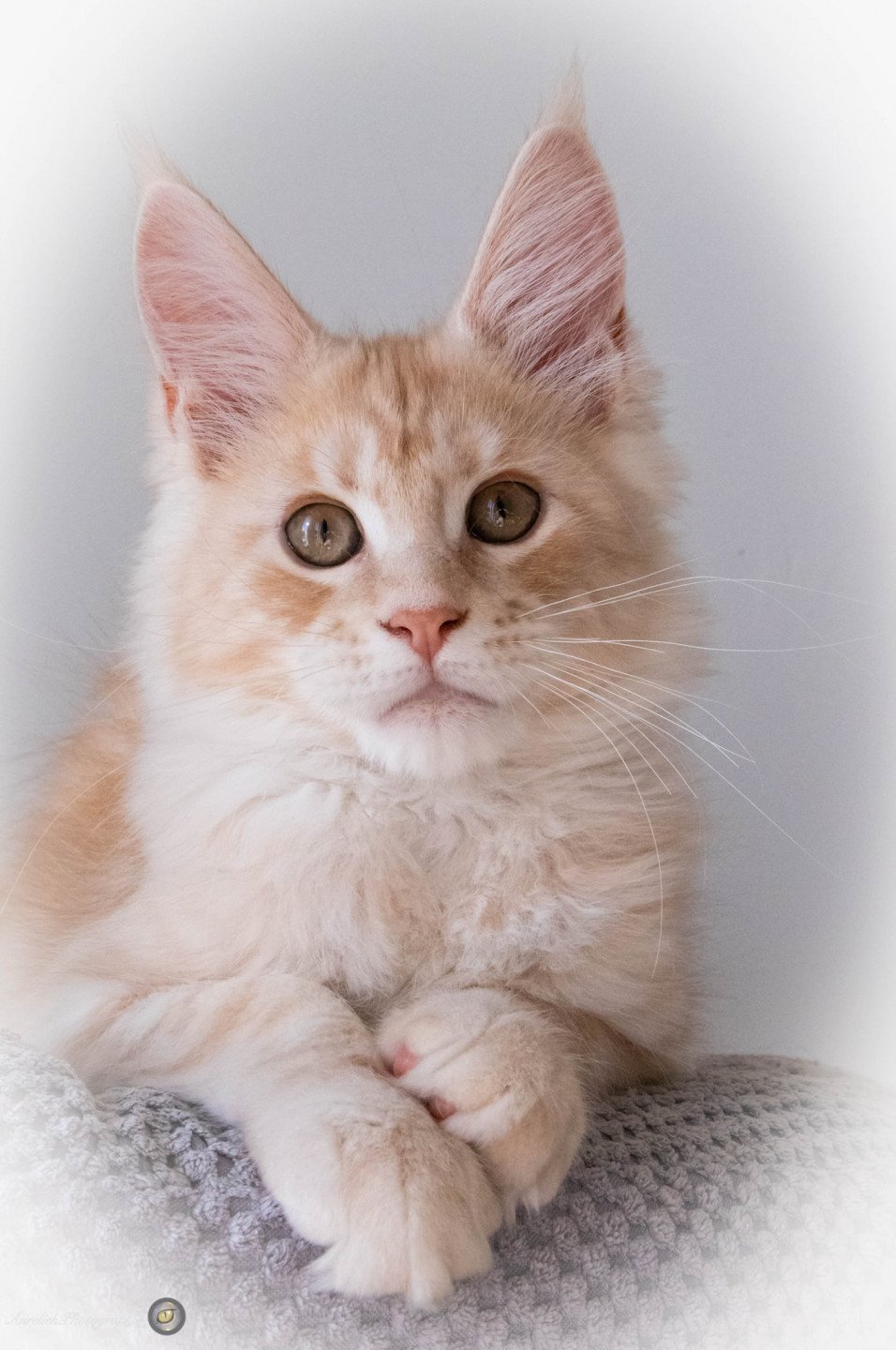 Rockabilly And Popsi Dust Chaton Maine Coon Bouches Du Rhone