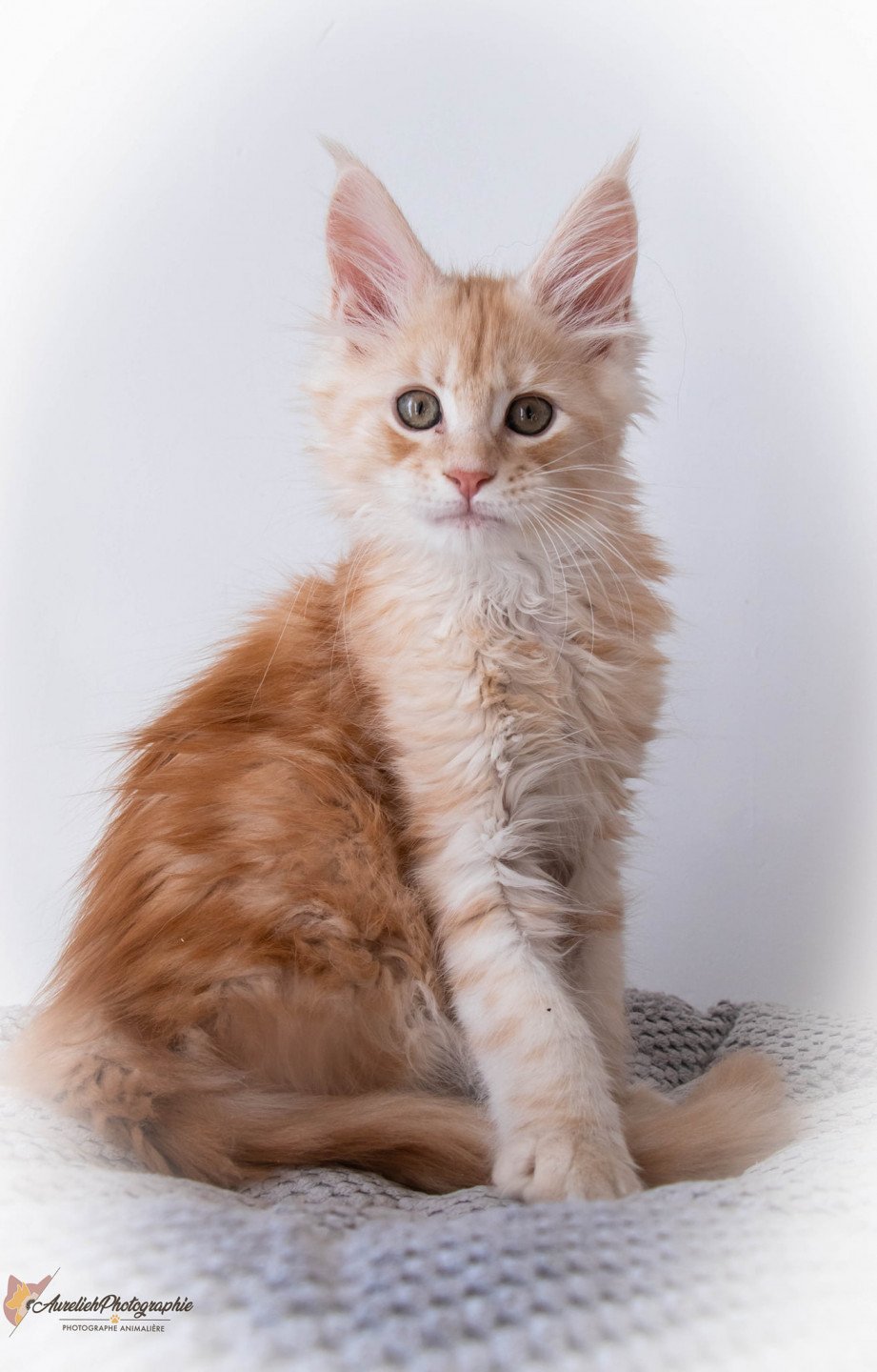 Rockabilly And Popsi Dust Chaton Maine Coon Bouches Du Rhone