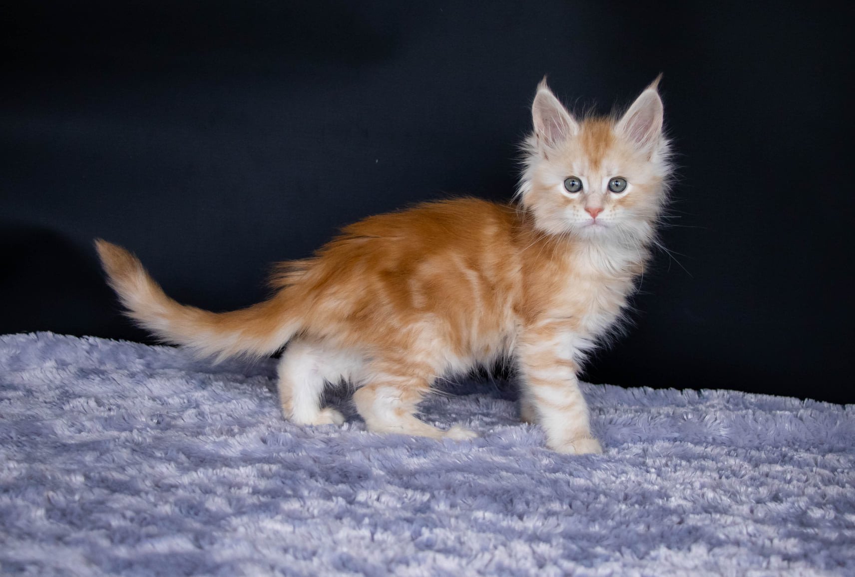 Rockabilly And Popsi Dust Chaton Maine Coon Bouches Du Rhone