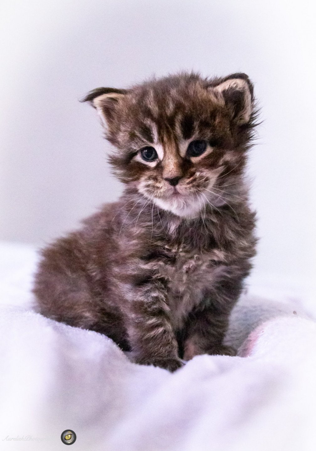 Portée Lady Peps 2020 Evaddhia Lady Stardust Maine coon brown blotched tabby Pepito...