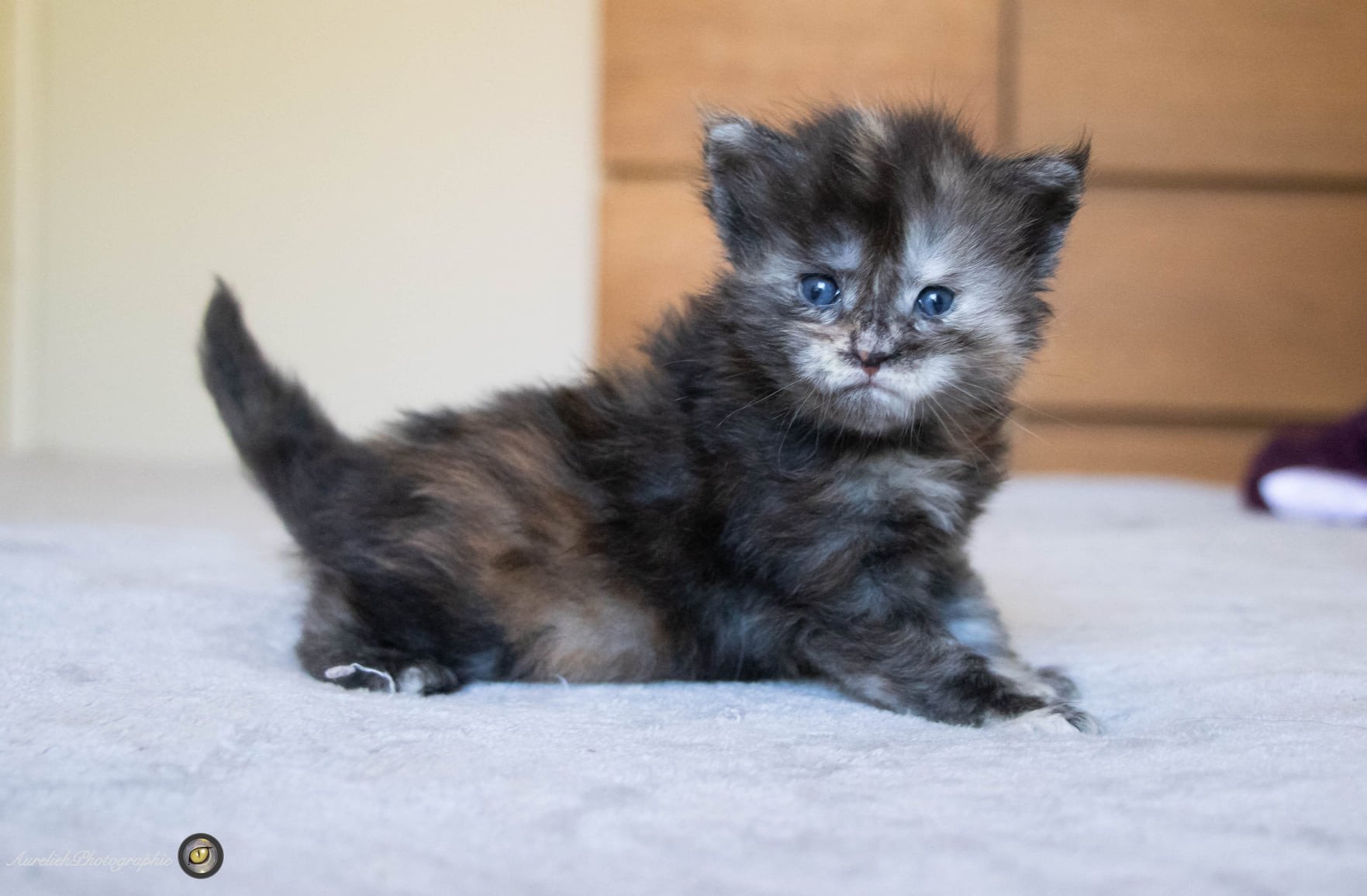 Rose Tatoo And Popsi Dust And Popsi Dust Chat Maine Coon Bouches Du Rhone