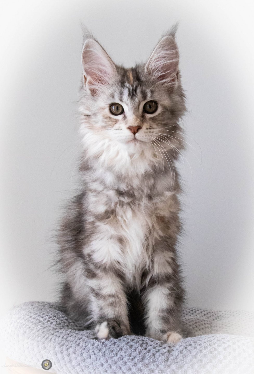 RUN RUN RUN And Popsi dust Chaton Maine coon BouchesduRhône