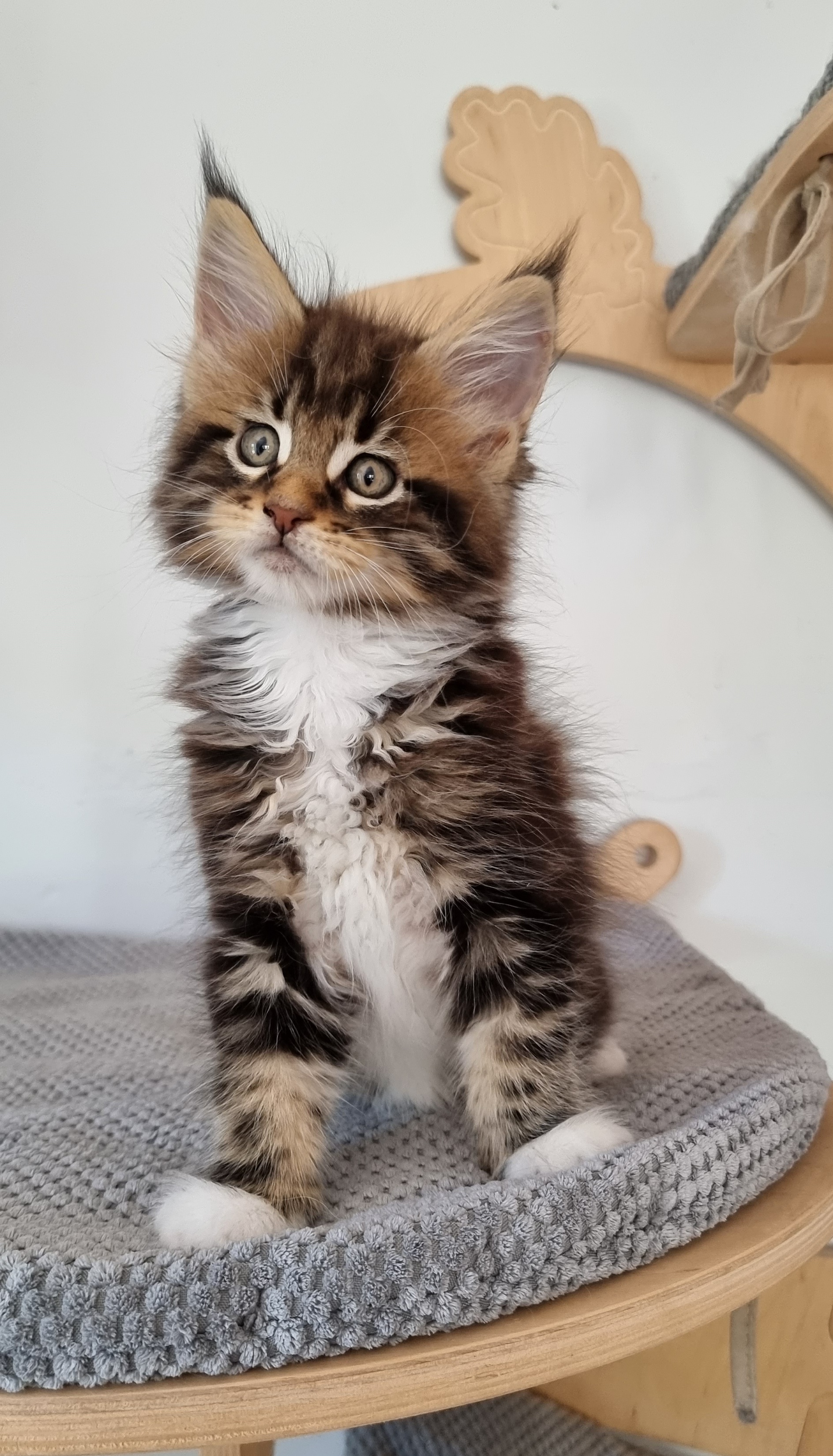 Portée Padma Aston from kirbeautycoon 2021 Padma and Popsi dust And Popsi dust Maine coon...