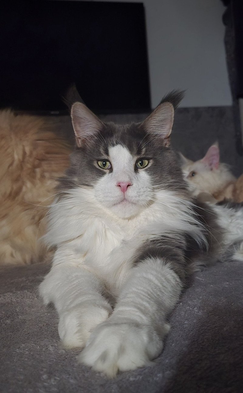 Unkee And Popsi dust Mâle Maine coon