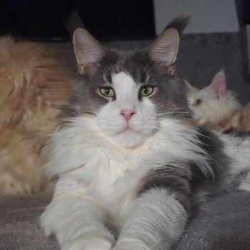 chat Maine coon blue ticked tabby & blanc Unkee And Popsi dust