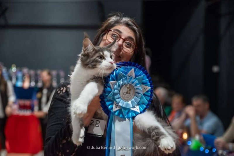 Unkee And Popsi dust Mâle Maine coon