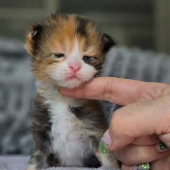 chaton Maine coon black tortie & blanc And Popsi dust