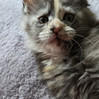 chaton Maine coon black tortie smoke And Popsi dust