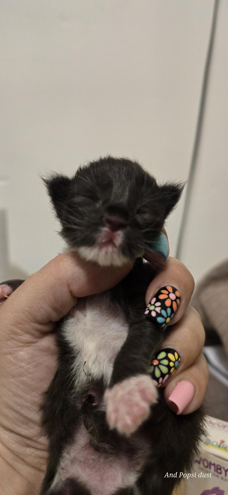 1er chaton (Portée Wednesday Adams ❤ Appius Manilius) - Femelle black & blanc Femelle Maine coon