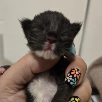 chaton Maine coon black & blanc And Popsi dust