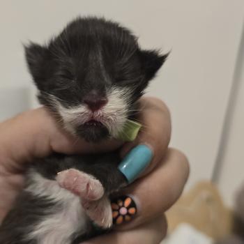 chaton Maine coon black & blanc And Popsi dust