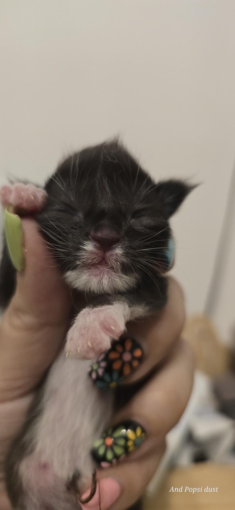 3e chaton (Portée Wednesday Adams ❤ Appius Manilius) - Femelle black & blanc Menton blanc mini coté du nez blanc Femelle Maine coon