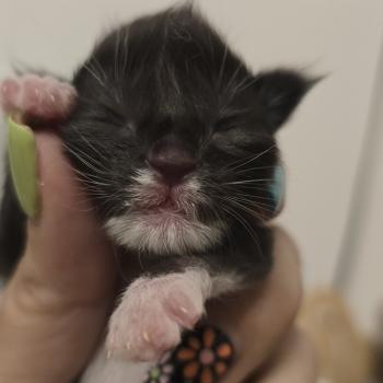chaton Maine coon black & blanc And Popsi dust