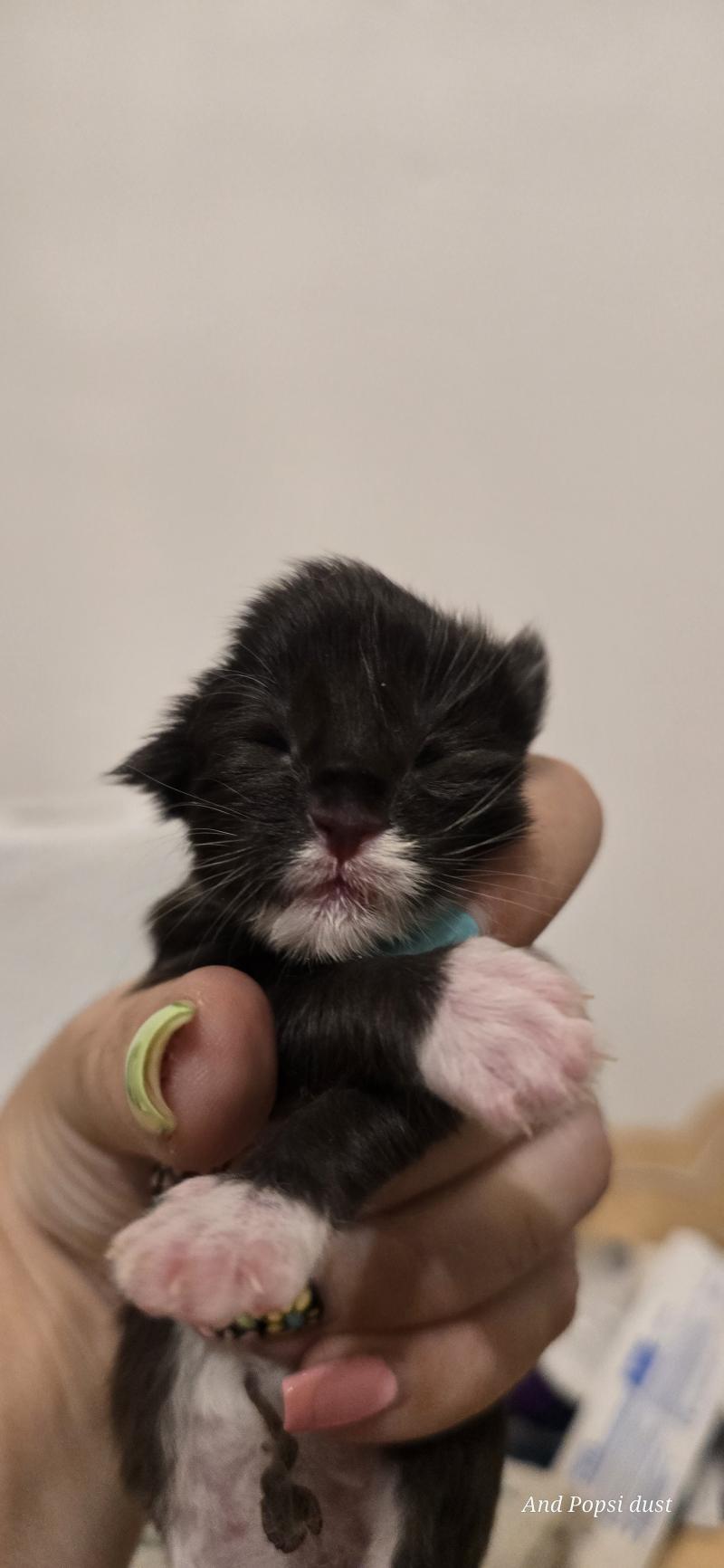 5e chaton (Portée Wednesday Adams ❤ Appius Manilius) - Femelle black & blanc Tâche plus large sur le coté gauche du nez Femelle Maine coon