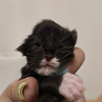 chaton Maine coon black & blanc And Popsi dust