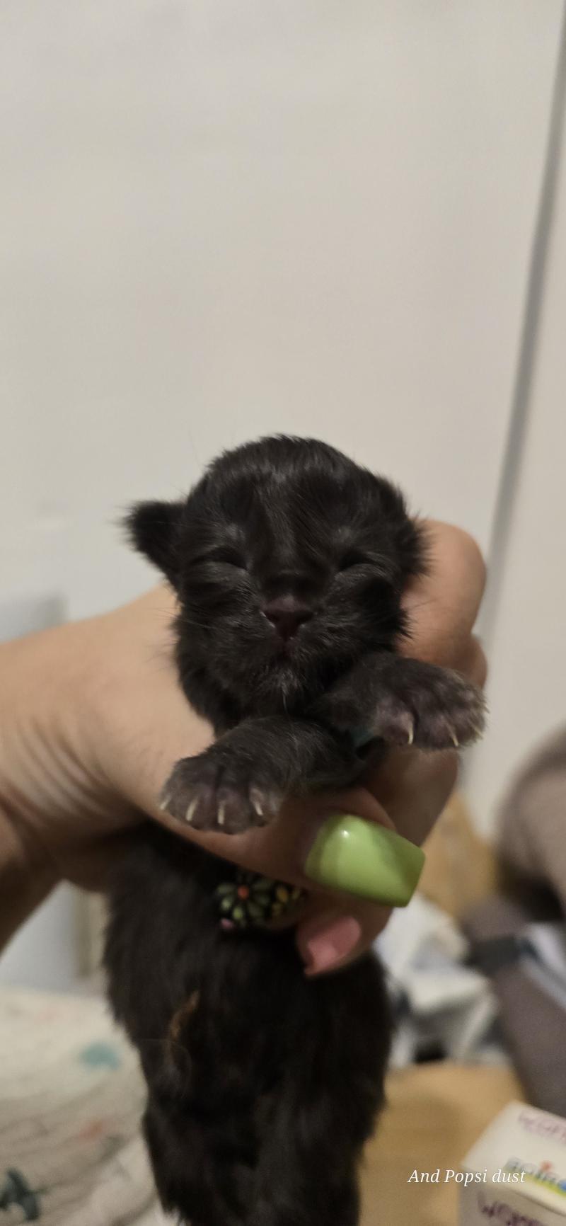 7e chaton (Portée Wednesday Adams ❤ Appius Manilius) - Mâle black Mâle Maine coon