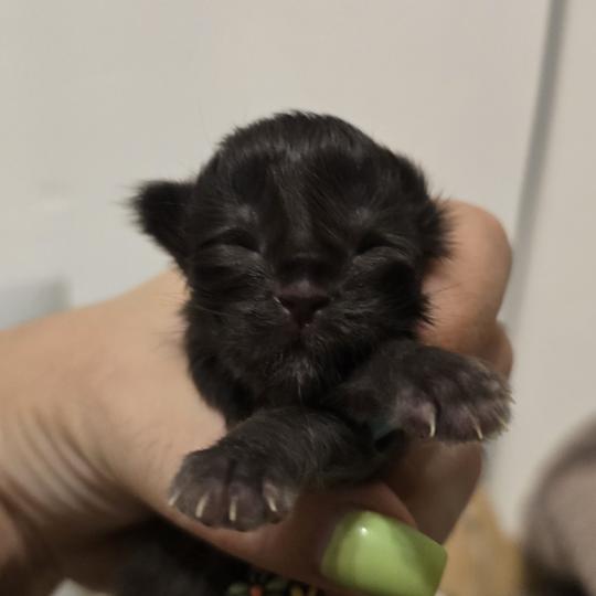 7e chaton (Portée Wednesday Adams ❤ Appius Manilius) - Mâle black Mâle Maine coon