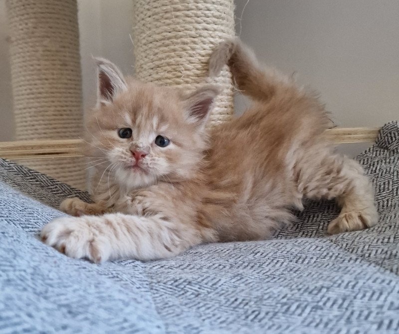 Turn on the light and Popsi dust Mâle Maine coon Turn on the light and Popsi dust Mâle Maine coon