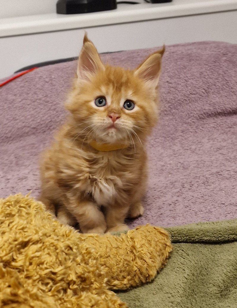 Te gusta me and Popsi dust Mâle Maine coon Te gusta me and Popsi dust Mâle Maine coon