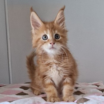 chaton Maine coon red blotched tabby Te gusta me and Popsi dust And Popsi dust