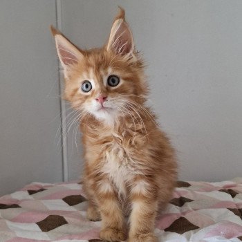 chaton Maine coon red blotched tabby Te gusta me and Popsi dust And Popsi dust