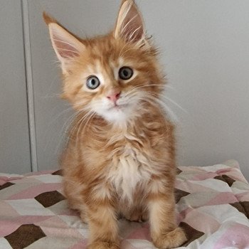 chaton Maine coon red blotched tabby Te gusta me and Popsi dust And Popsi dust