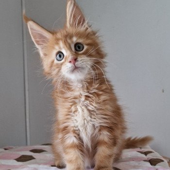 chaton Maine coon red blotched tabby Te gusta me and Popsi dust And Popsi dust