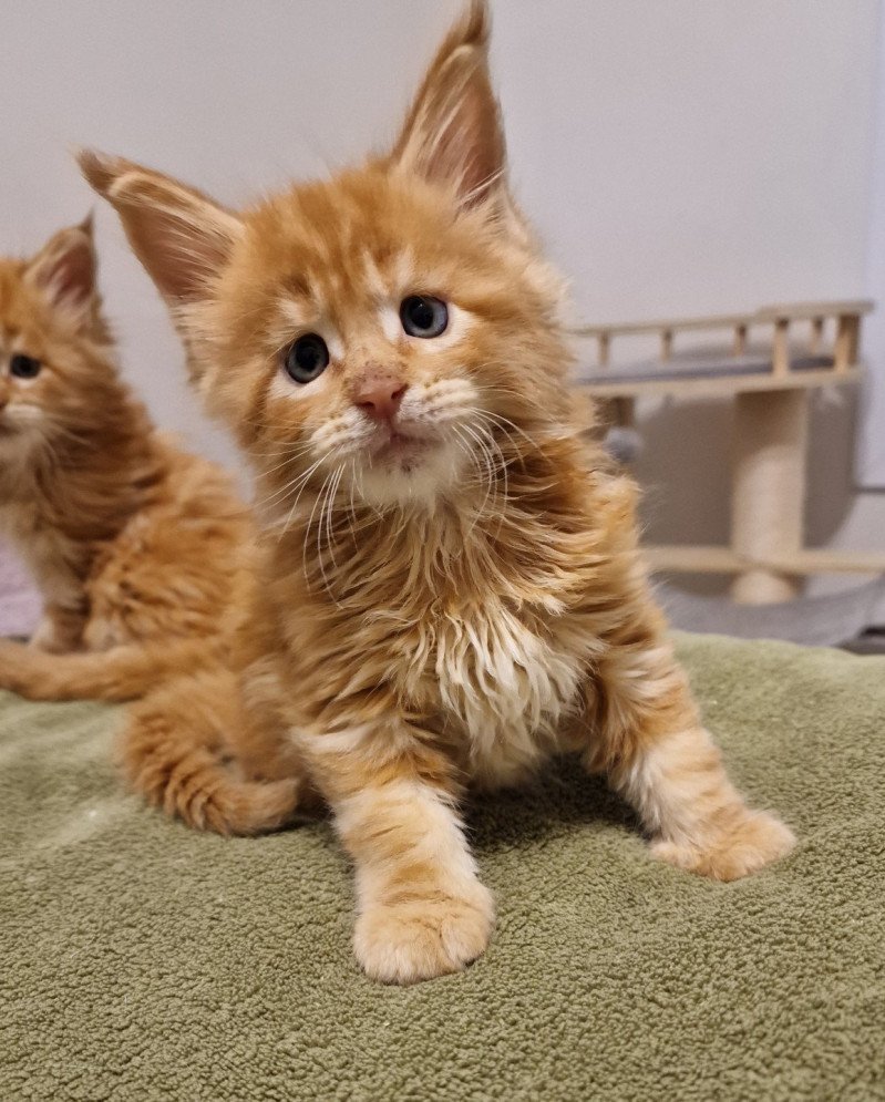 Time as come and Popsi dust Mâle Maine coon Time as come and Popsi dust Mâle Maine coon