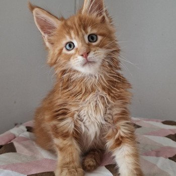 chaton Maine coon red blotched tabby Time has come and Popsi dust And Popsi dust