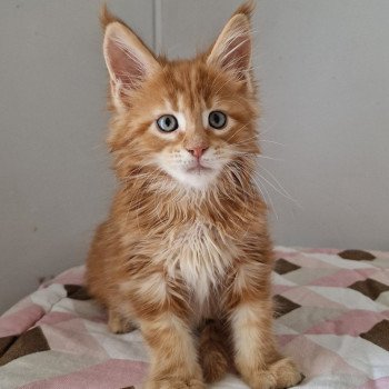 chaton Maine coon red blotched tabby Time has come and Popsi dust And Popsi dust