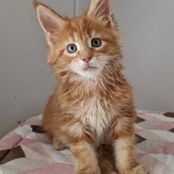 chaton Maine coon red blotched tabby Time has come and Popsi dust And Popsi dust