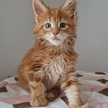 chaton Maine coon red blotched tabby Time has come and Popsi dust And Popsi dust