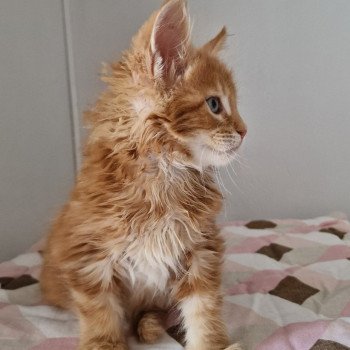 chaton Maine coon red blotched tabby Time has come and Popsi dust And Popsi dust