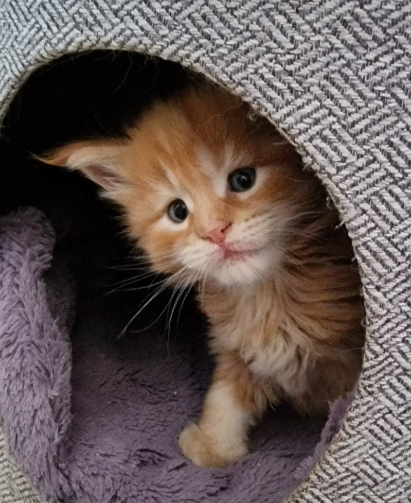 Too much to ask and Popsi dust Mâle Maine coon Too much to ask and Popsi dust Mâle Maine coon