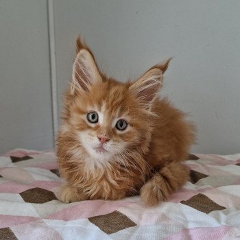 chaton Maine coon red blotched tabby Too much to ask and Popsi dust And Popsi dust