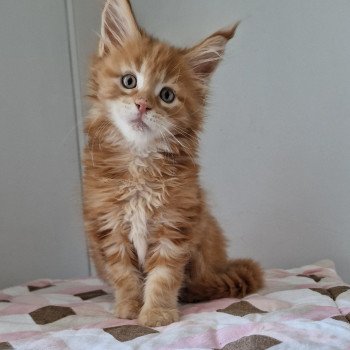 chaton Maine coon red blotched tabby Too much to ask and Popsi dust And Popsi dust