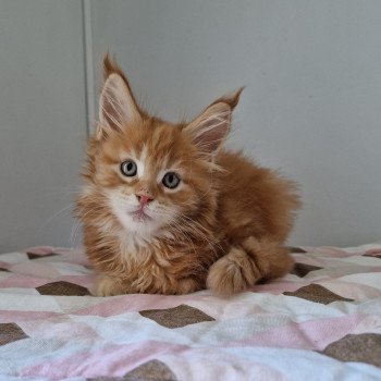 chaton Maine coon red blotched tabby Too much to ask and Popsi dust And Popsi dust