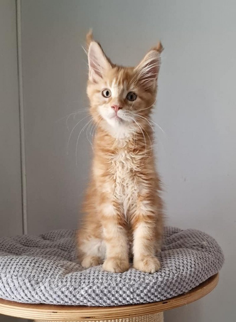 Too much to ask and Popsi dust Mâle Maine coon Too much to ask and Popsi dust Mâle Maine coon