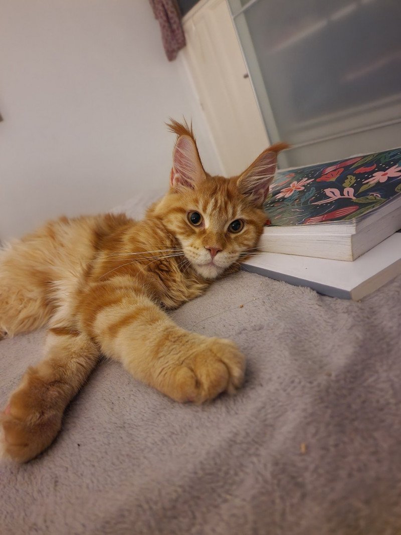 Too much to ask and Popsi dust Mâle Maine coon Too much to ask and Popsi dust Mâle Maine coon