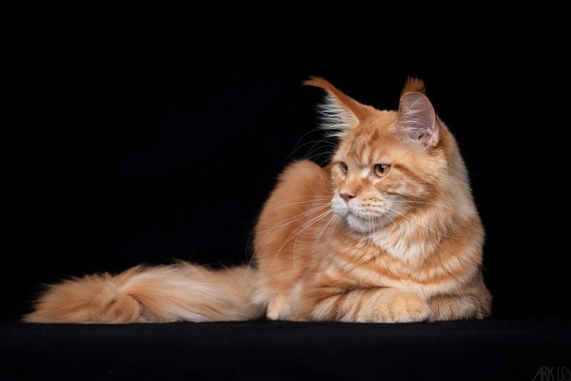 Too much to ask and Popsi dust Mâle Maine coon