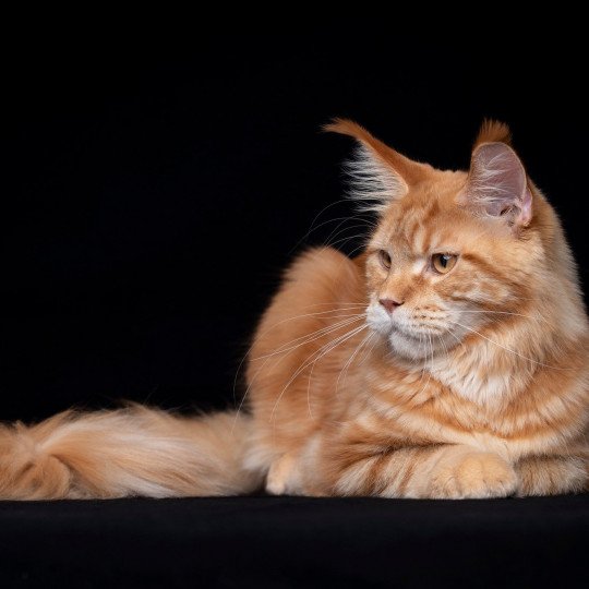 Too much to ask and Popsi dust And Popsi dust Mâle Maine coon