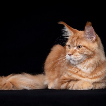chaton Maine coon red blotched tabby Too much to ask and Popsi dust And Popsi dust