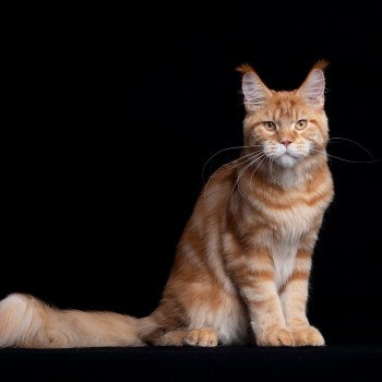 chaton Maine coon red blotched tabby Too much to ask and Popsi dust And Popsi dust