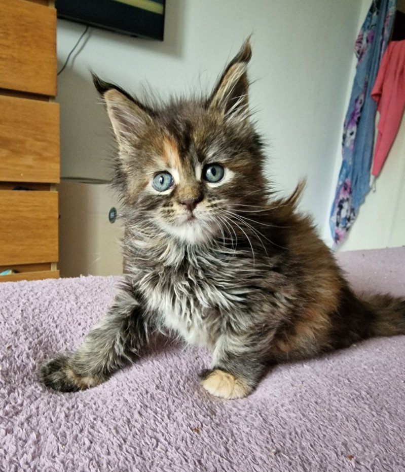 Tostaky and Popsi dust Femelle Maine coon Tostaky and Popsi dust Femelle Maine coon