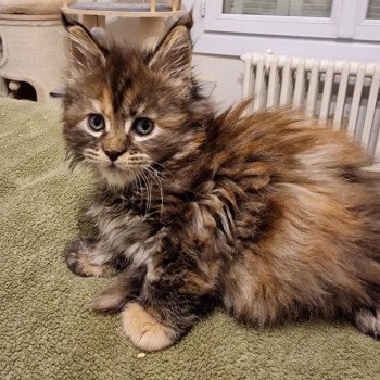 chaton Maine coon brown tortie blotched tabby Tostaky and Popsi dust And Popsi dust