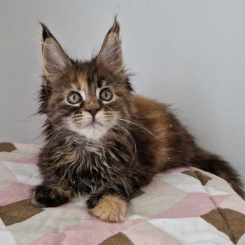 chaton Maine coon brown tortie blotched tabby Tostaky and Popsi dust And Popsi dust