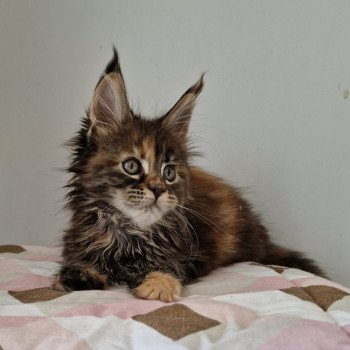 chaton Maine coon brown tortie blotched tabby Tostaky and Popsi dust And Popsi dust