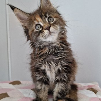 chaton Maine coon brown tortie blotched tabby Tostaky and Popsi dust And Popsi dust